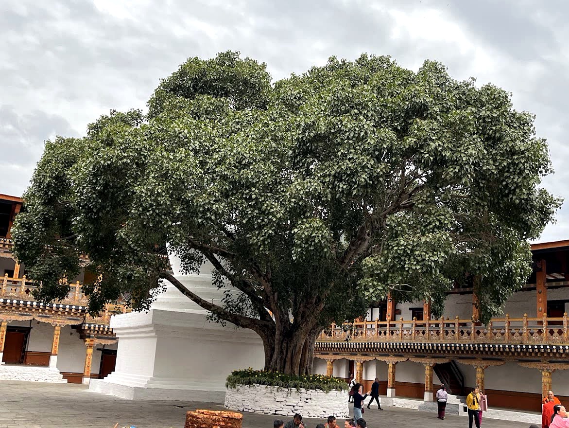 Bodhi Tree in the Dzong Courtyard, Punakha, Bhutan