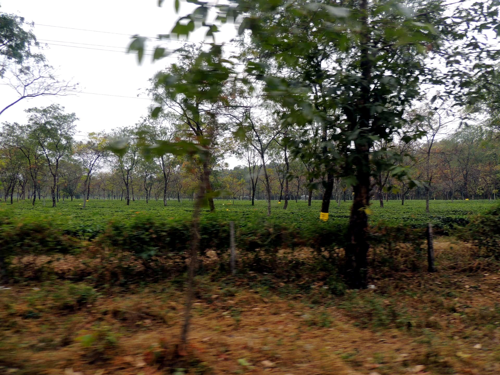 Tea Plantation Through Trees, Mirik, Darjeeling