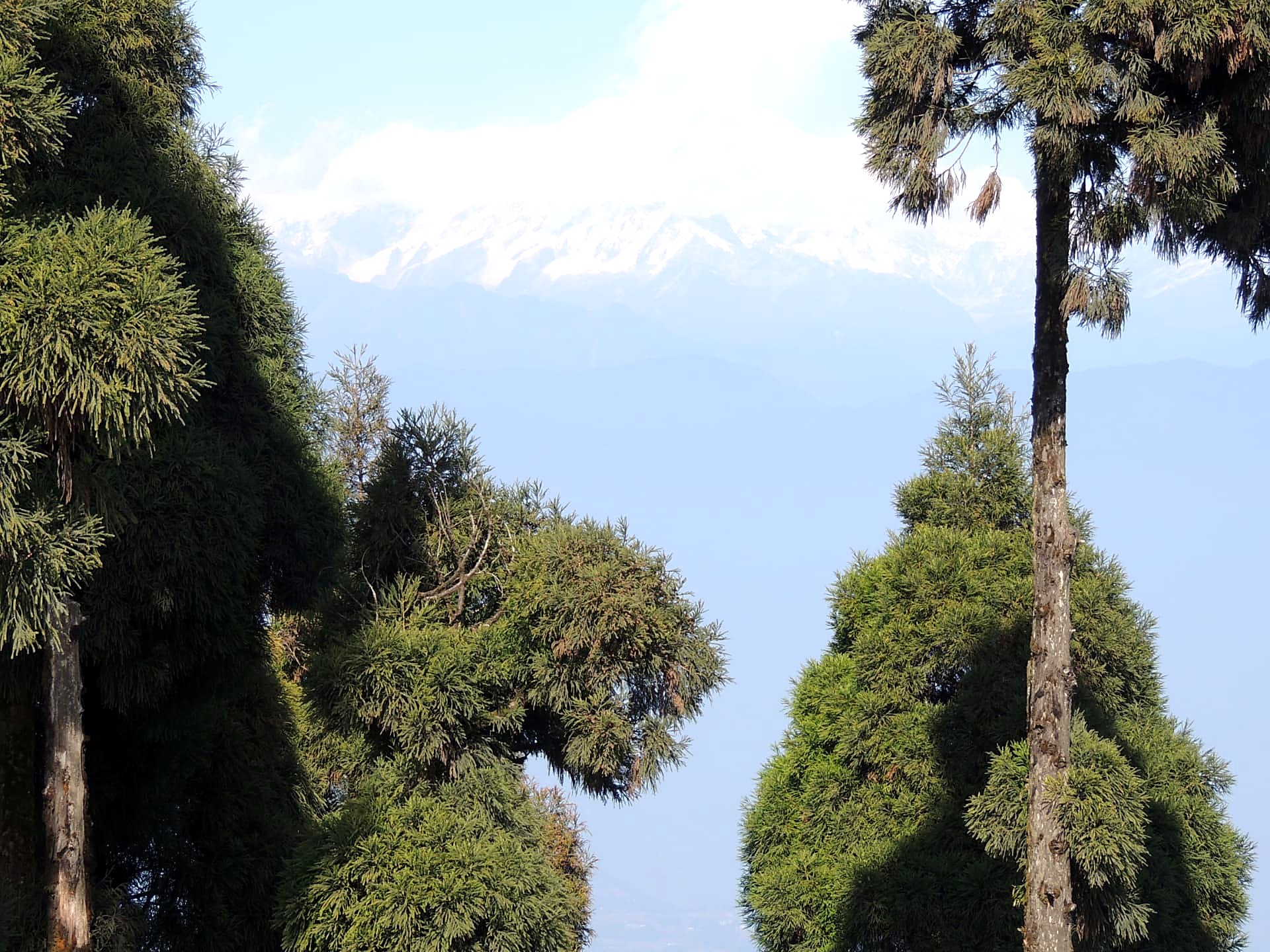 Kanchenjunga Through the Pines, Mirik, Darjeeling