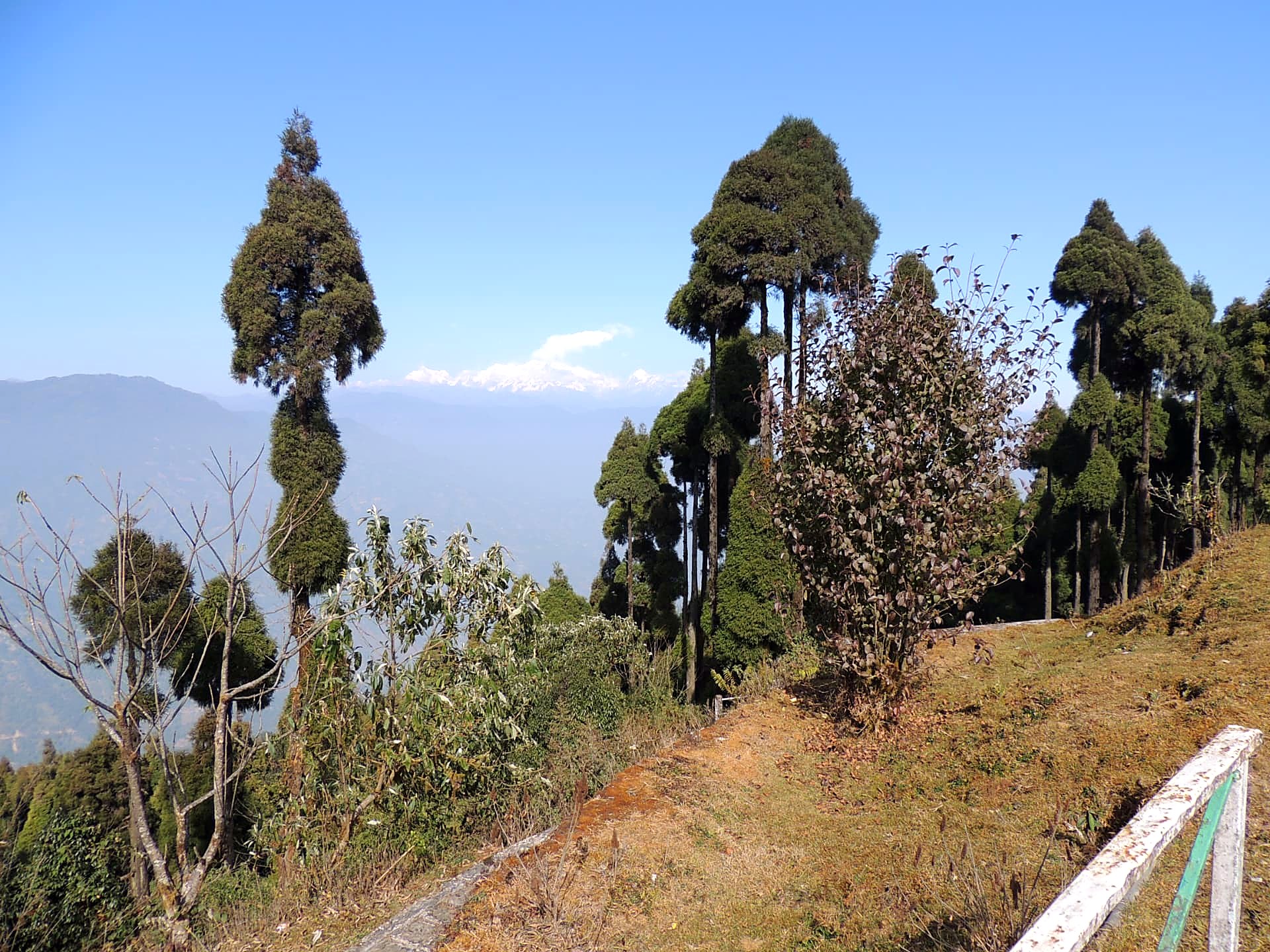 Pine Ridge, Mirik, Mirik, Darjeeling