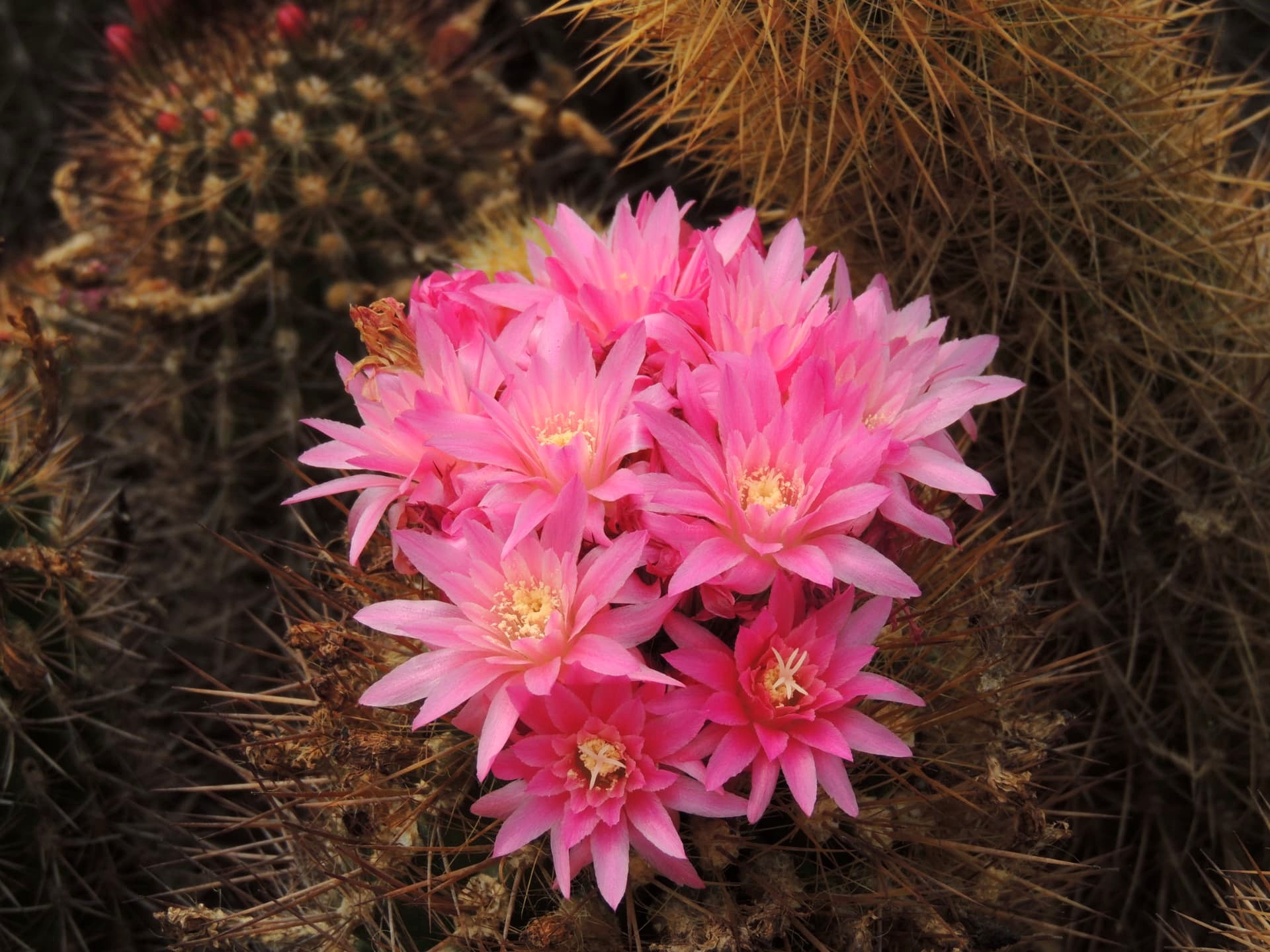 Cluster of Pink Cactus Flowers, Delo Park, Kalimpong