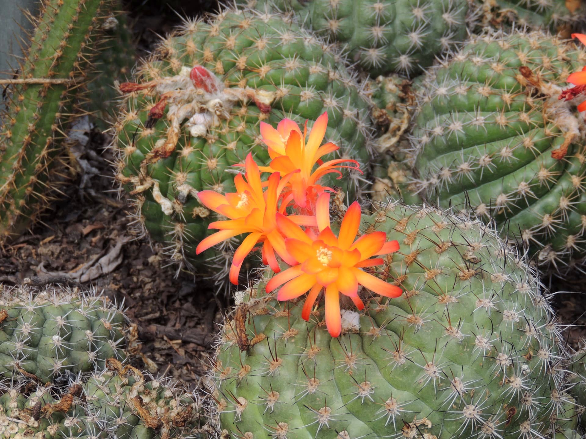 Orange Cactus Flowers, Delo Park, Kalimpong