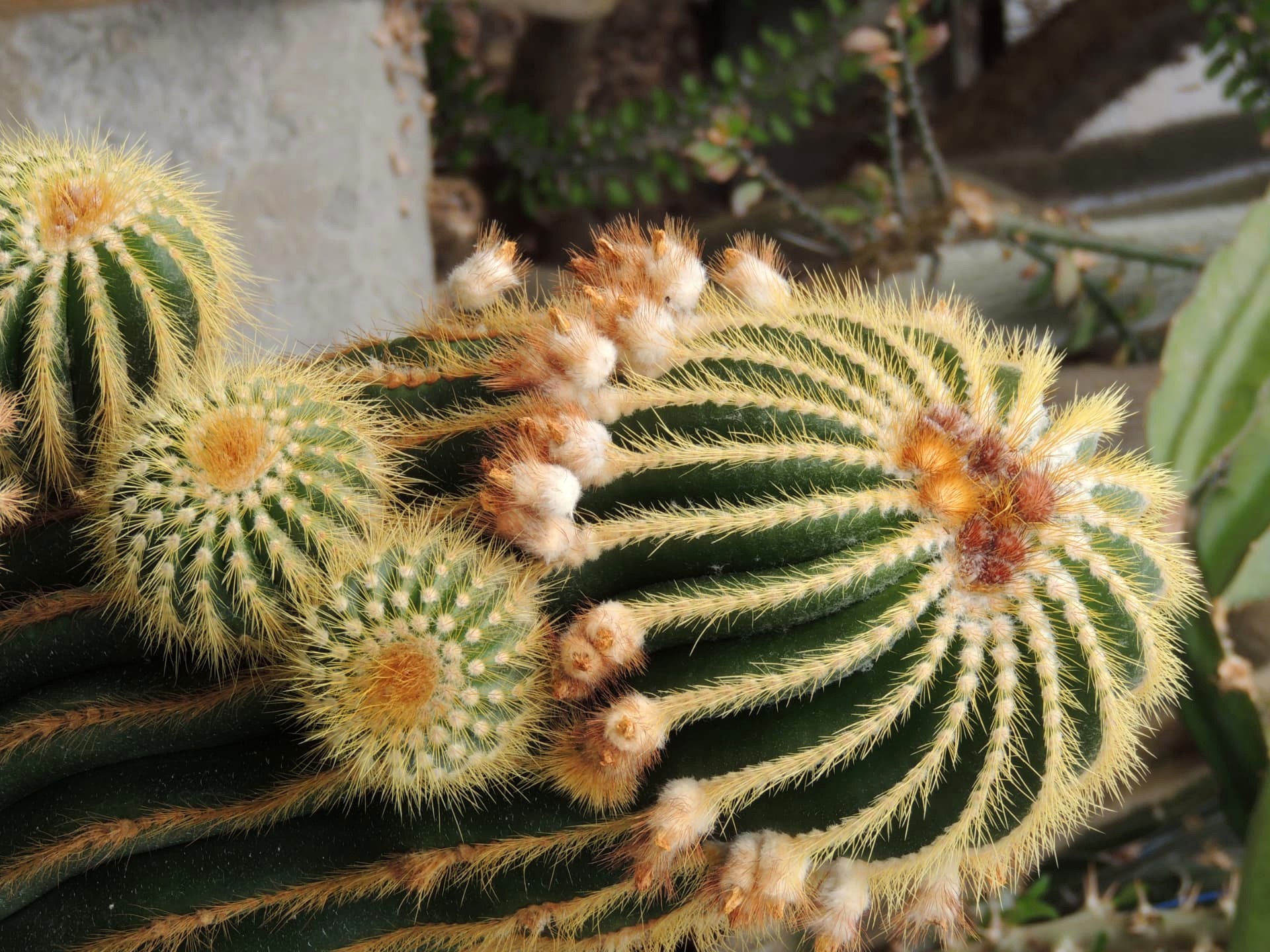 Golden Barrel Cactus Buds, Delo Park, Kalimpong