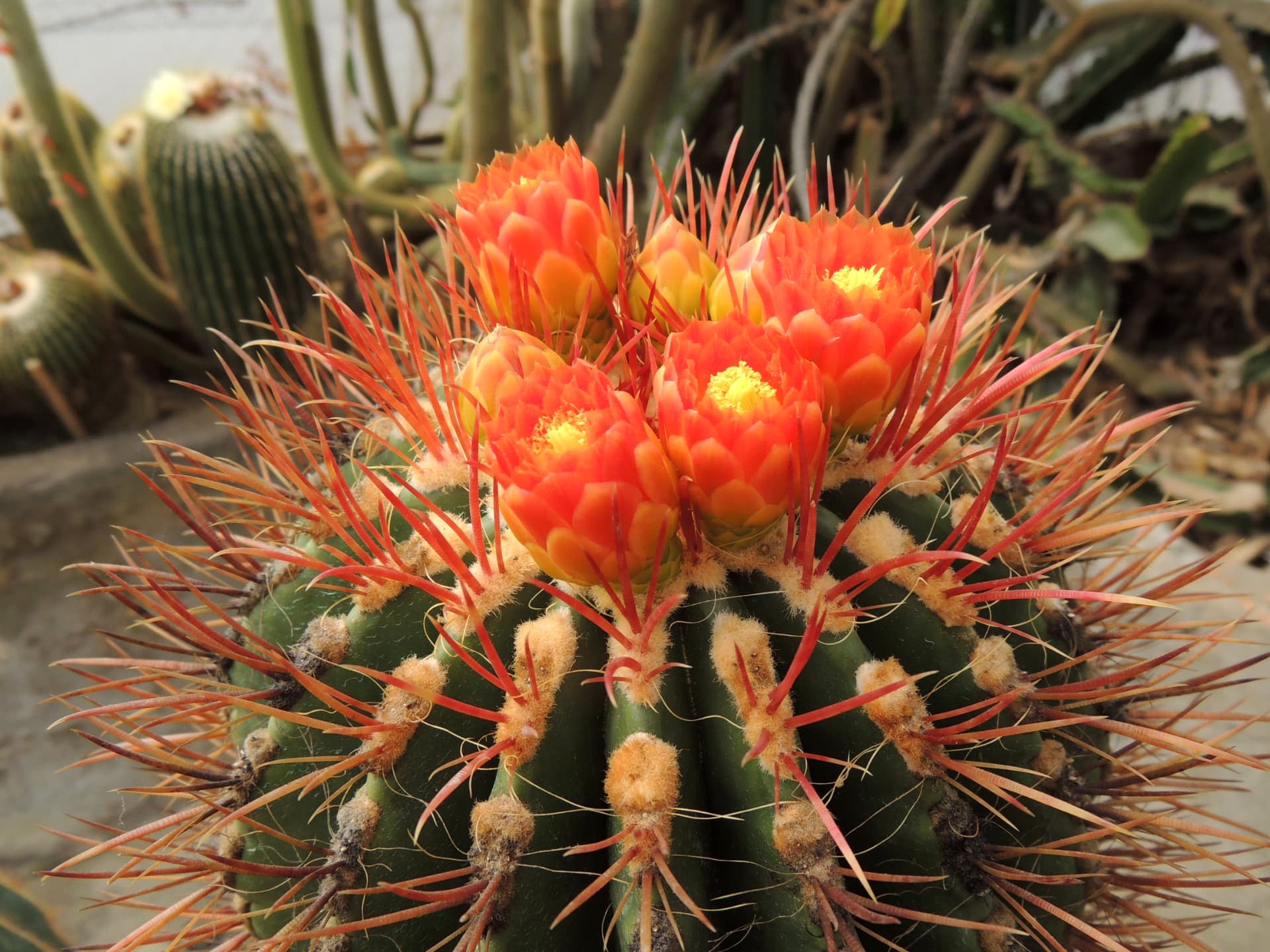 Red-Spined Flowering Cactus, Delo Park, Kalimpong