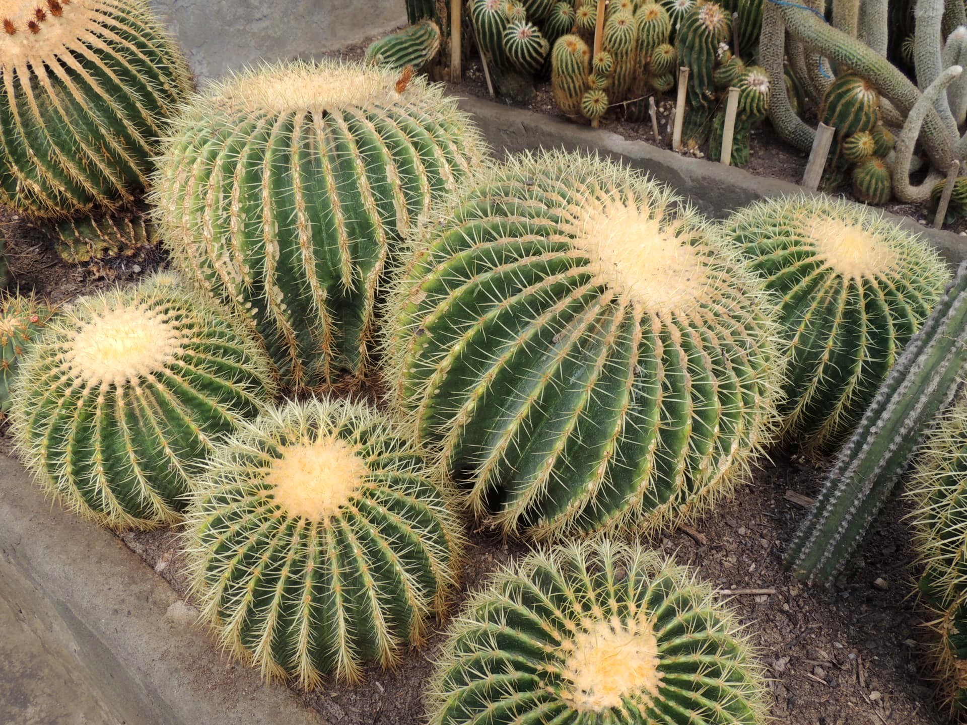 Golden Barrel Cactus Collection, Delo Park, Kalimpong