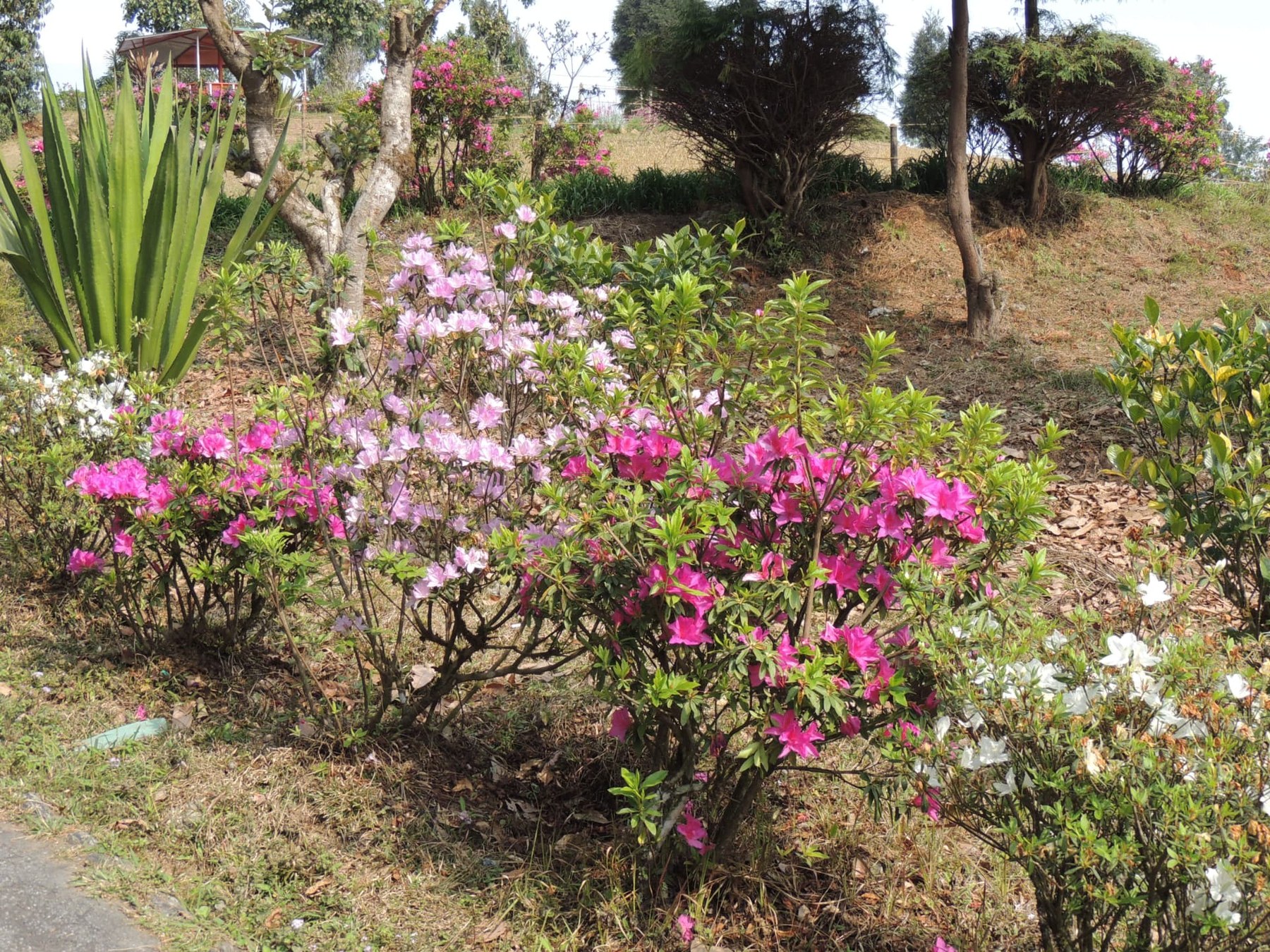 Rhododendrons in Bloom, Delo Park, Kalimpong