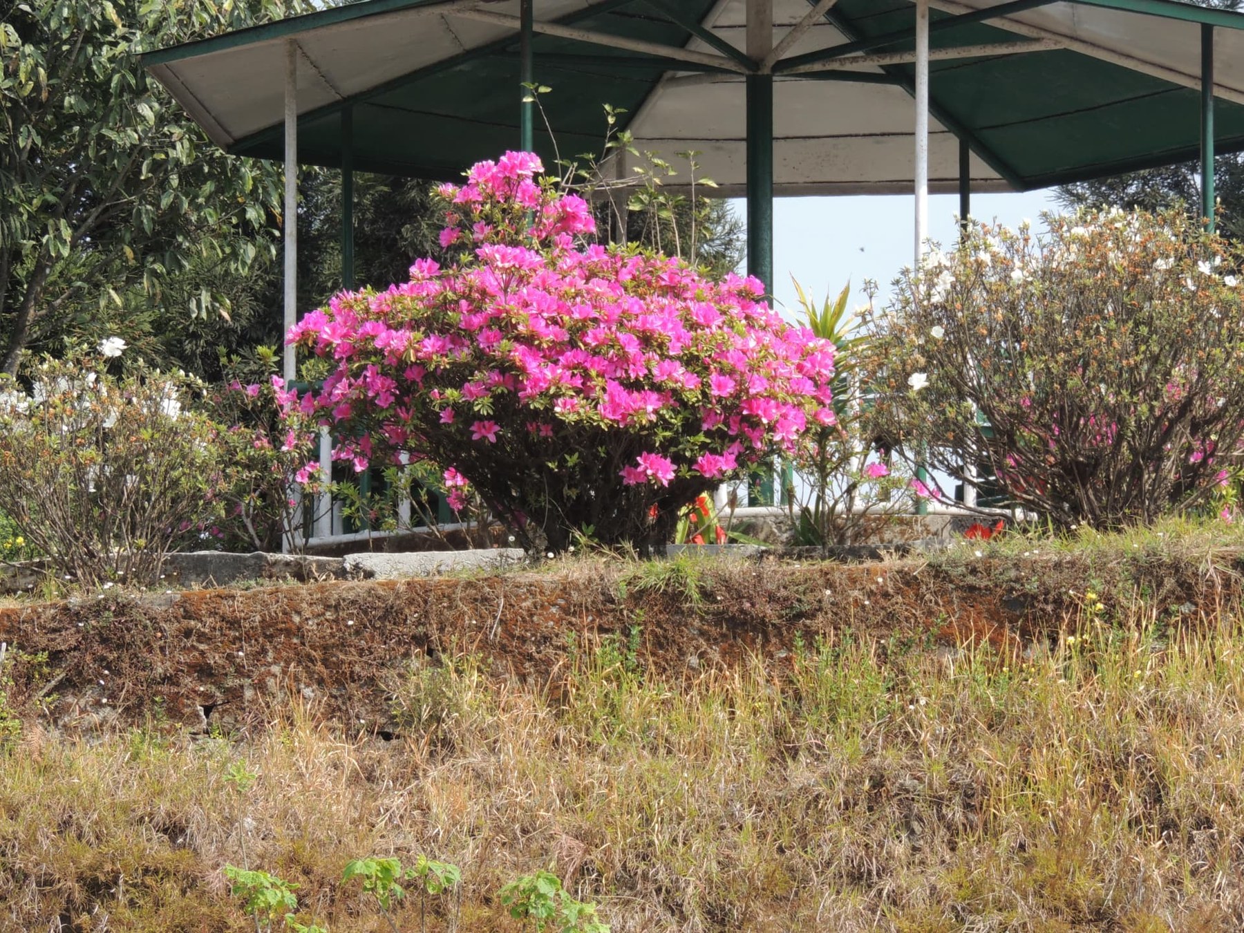 Pink Flowers by the Pavilion, Delo Park, Kalimpong