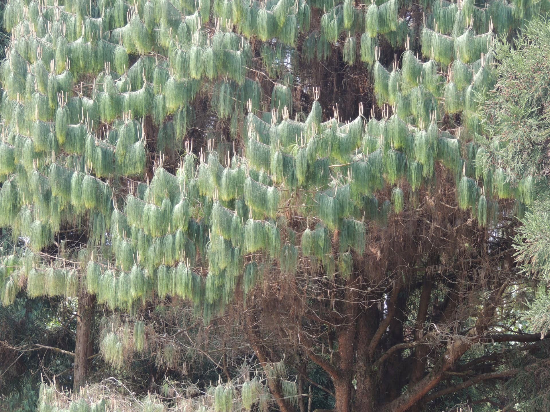 Himalayan Pine Foliage, Delo Park, Kalimpong