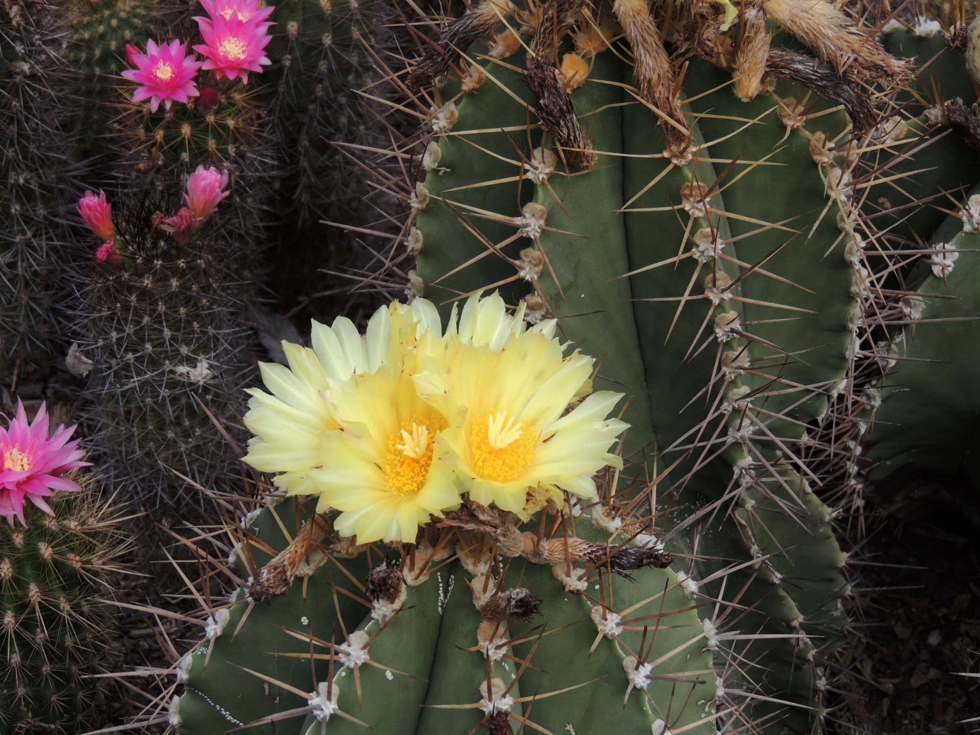 Yellow and Pink Cactus Flowers, Delo Park, Kalimpong