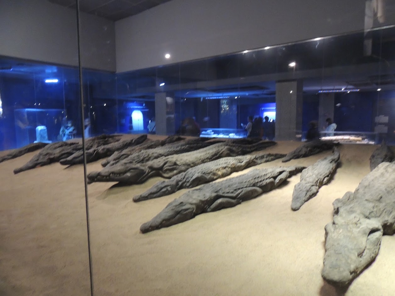 Mummified Crocodiles at Kom Ombo Museum, Kom Ombo, Egypt