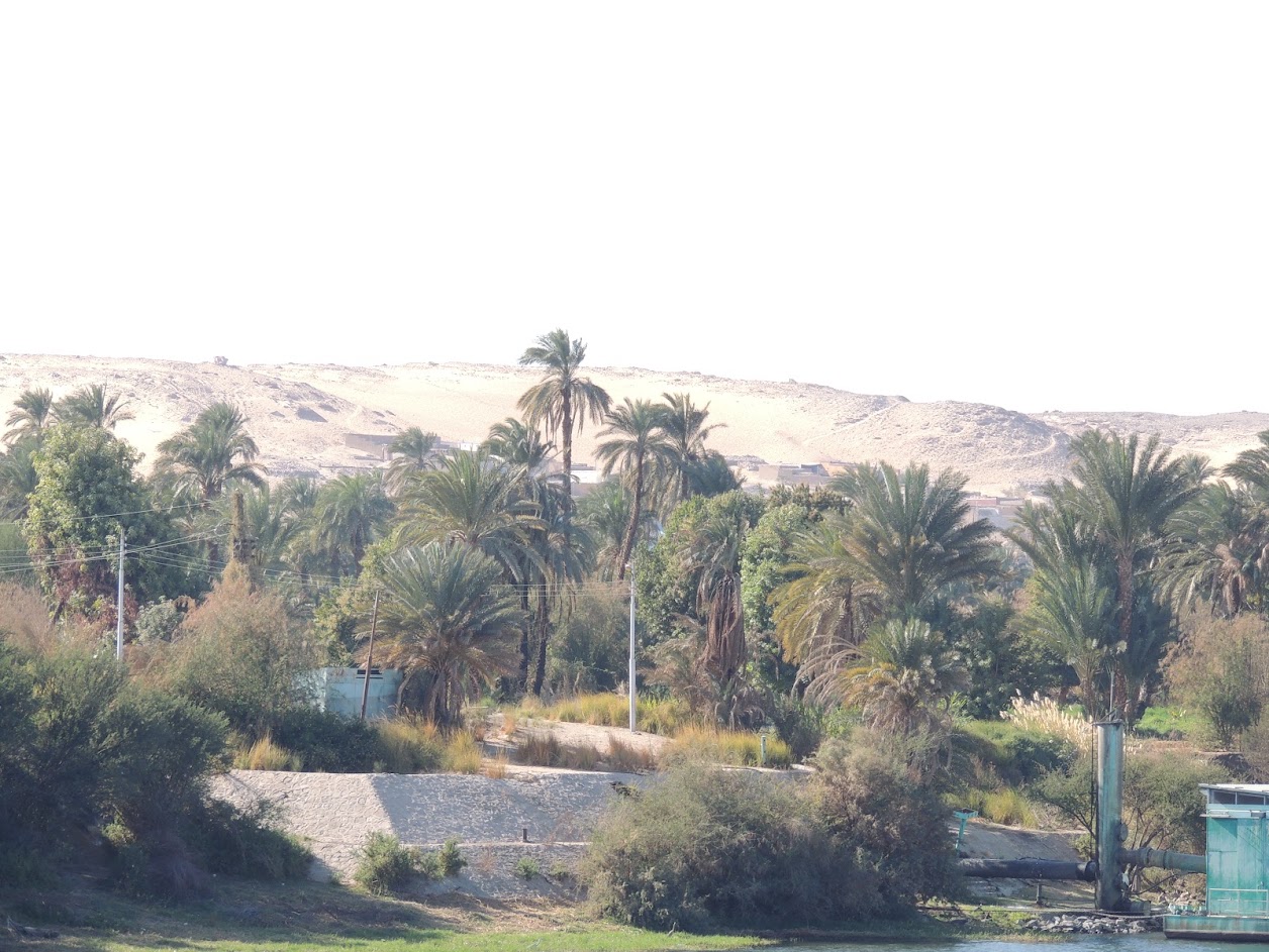Palm Grove beside the Egyptian Desert, Nile Valley, Egypt