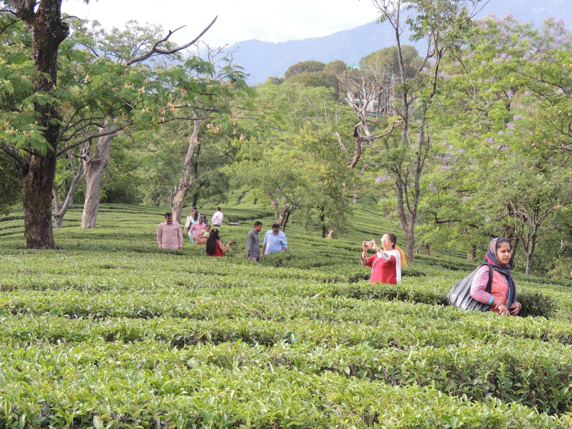 Kangra Tea Garden, Palampur, Himachal Pradesh