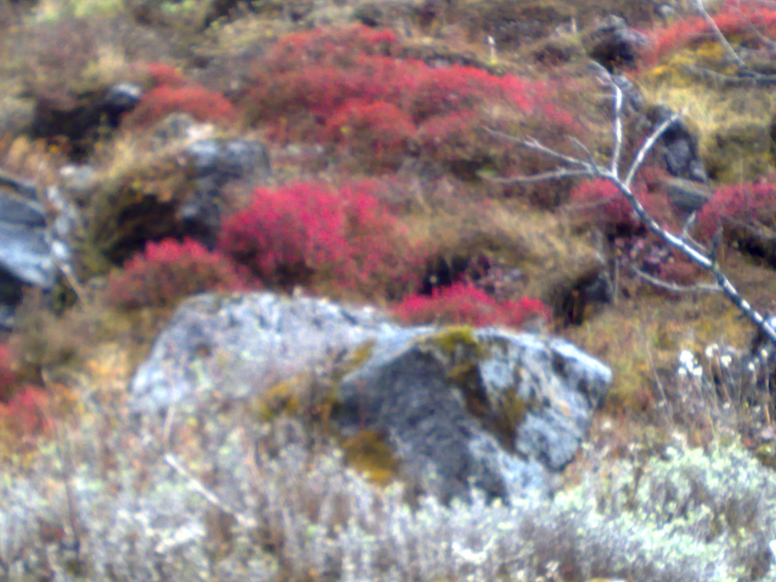 Red Alpine Blooms at Sherathang, Sherathang, Sikkim