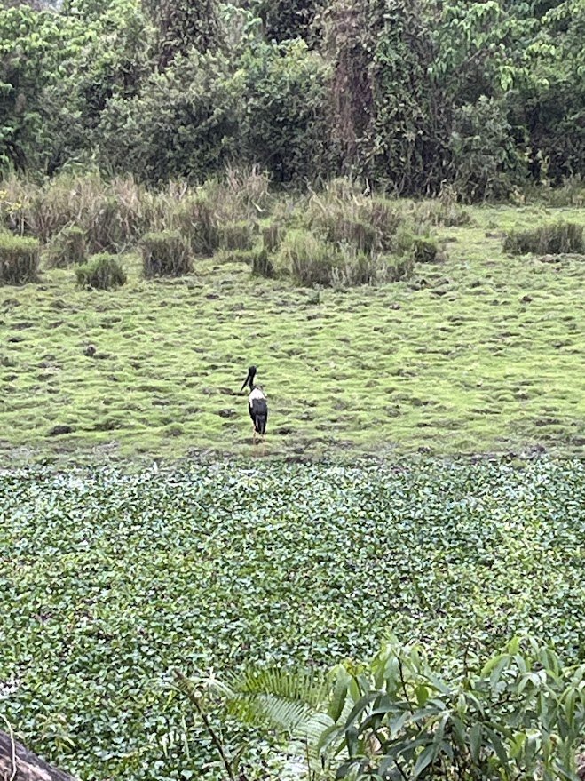 Black-necked Stork in the Grassland, Kaziranga, Assam