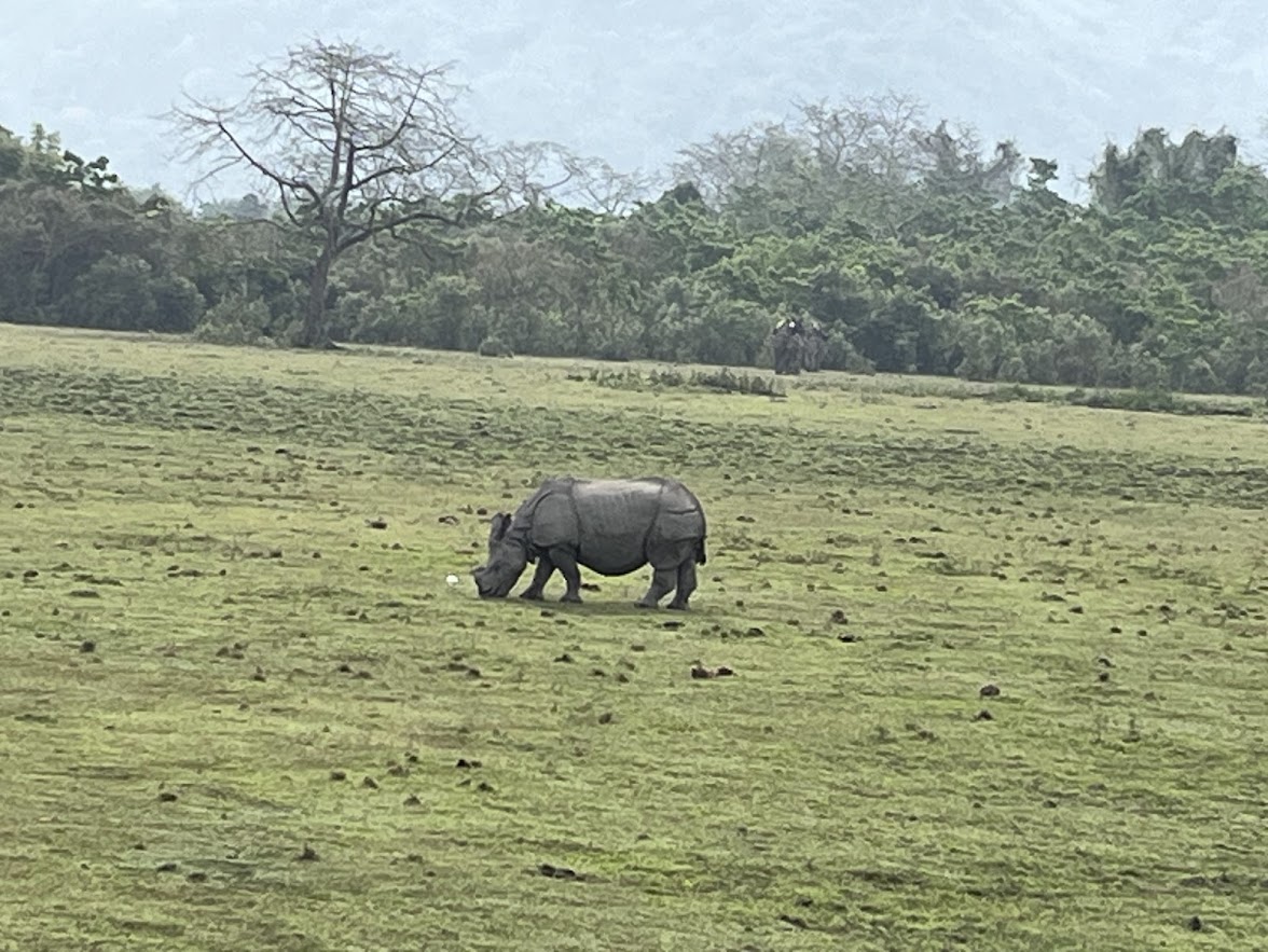 One-Horned Rhino on the Grassland, Kaziranga, Assam