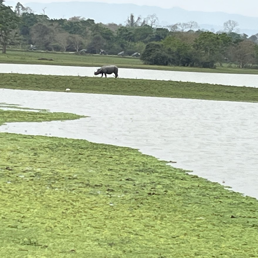 Rhino Beside the Beel, Kaziranga, Assam