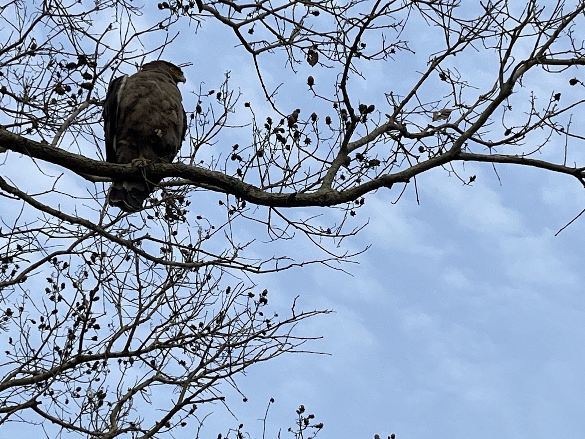 Crested Serpent Eagle, Kaziranga, Assam