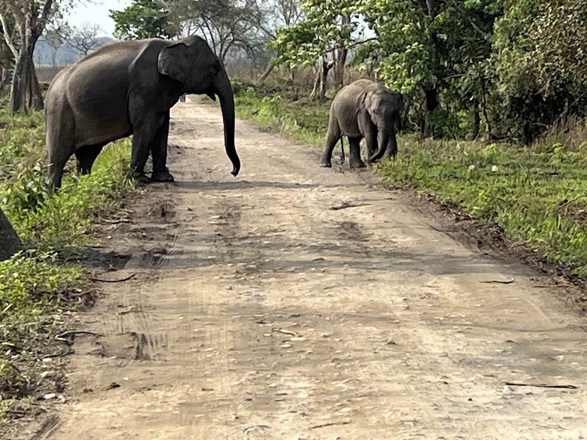 Elephants on the Forest Track, Kaziranga, Assam