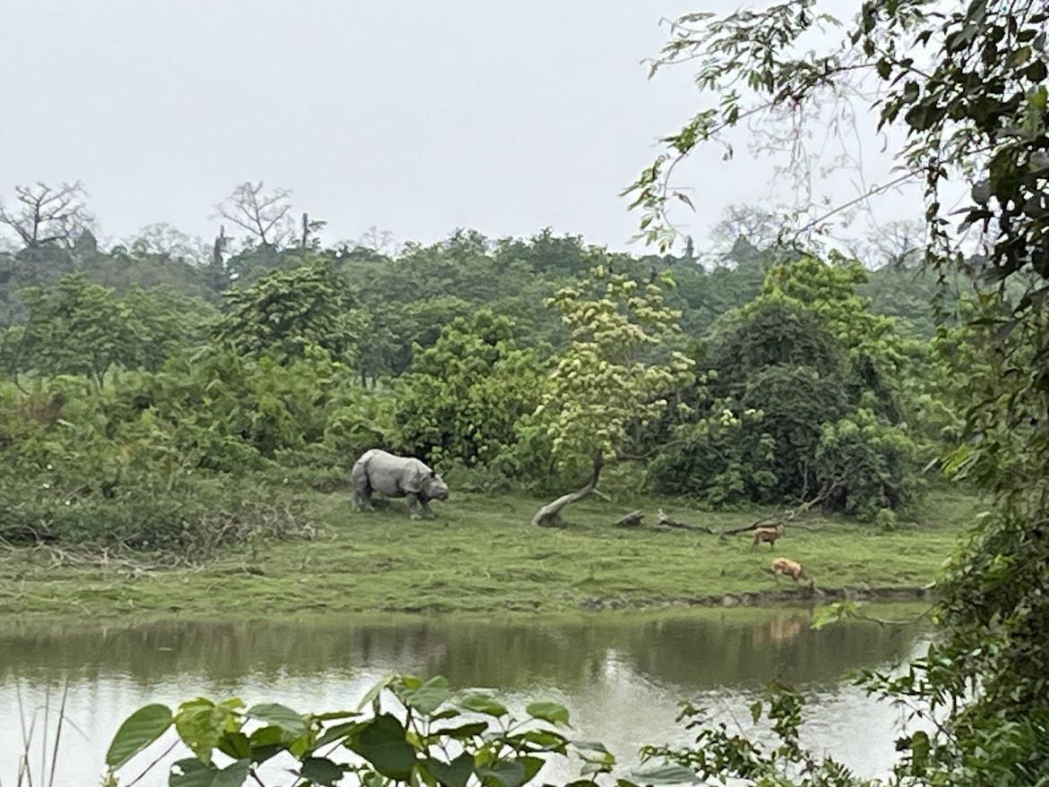 Rhino and Deer Across the Water, Kaziranga, Assam