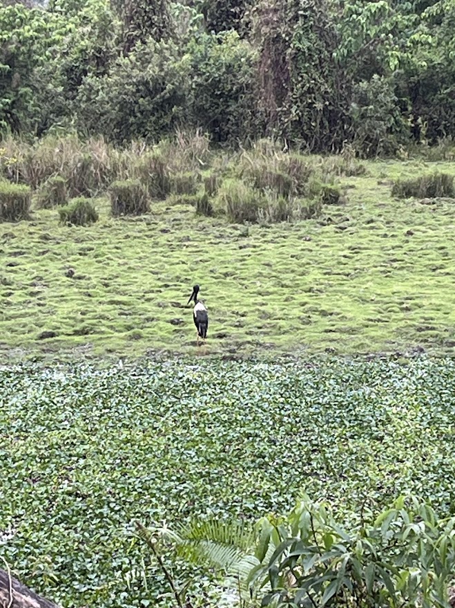 Black-Necked Stork in the Marsh, Kaziranga, Assam