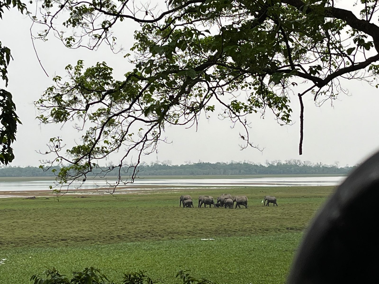 Elephant Herd by the Beel, Kaziranga, Assam