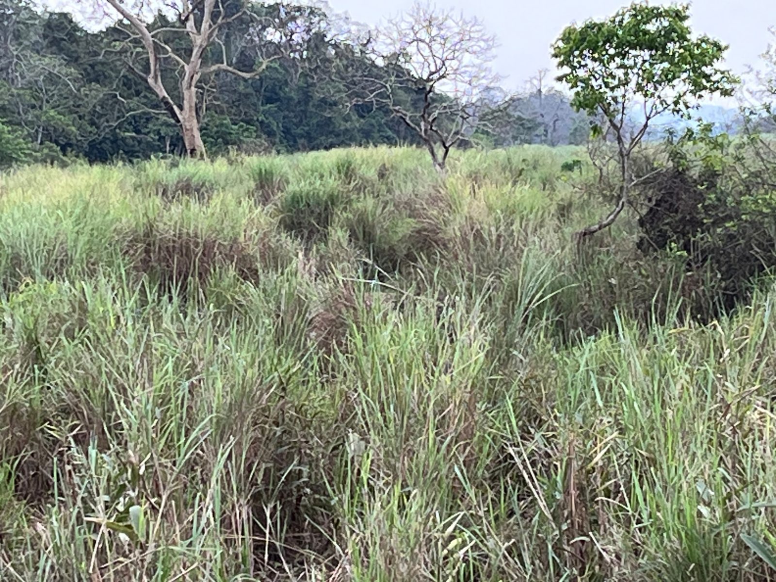 Tall Elephant Grass of Kaziranga, Kaziranga, Assam