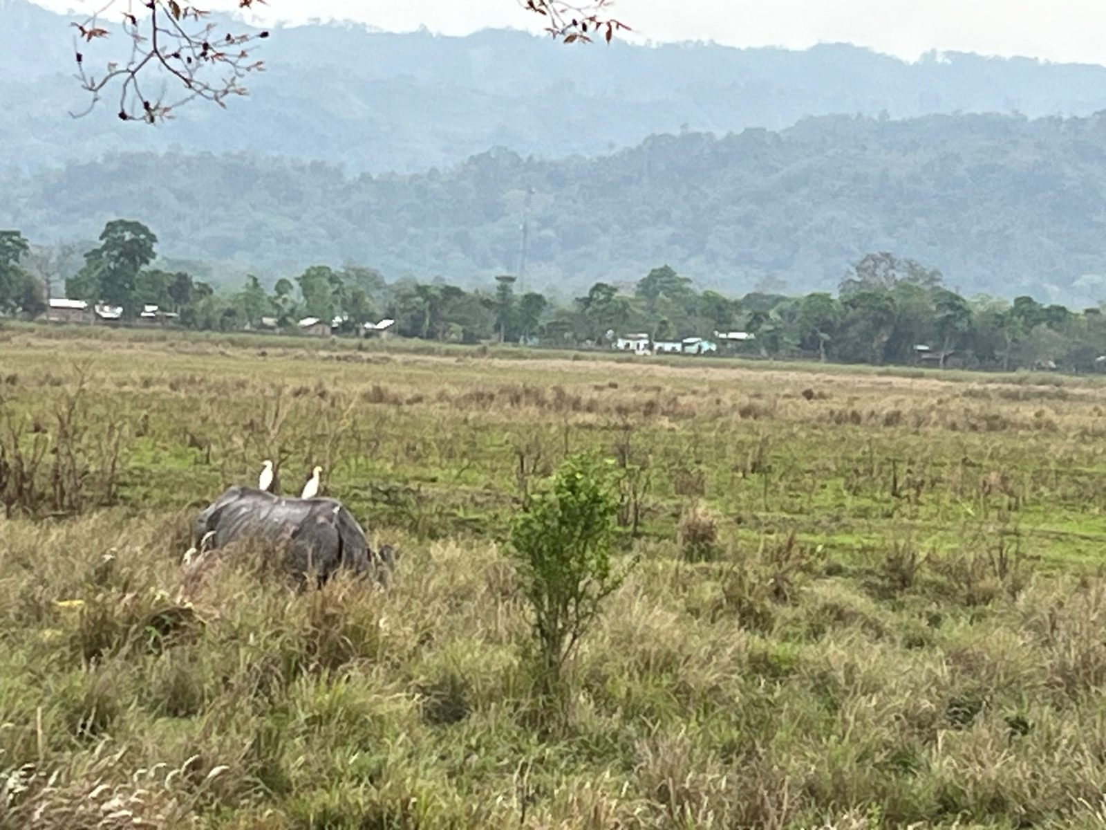 Rhino with Cattle Egrets, Kaziranga, Assam
