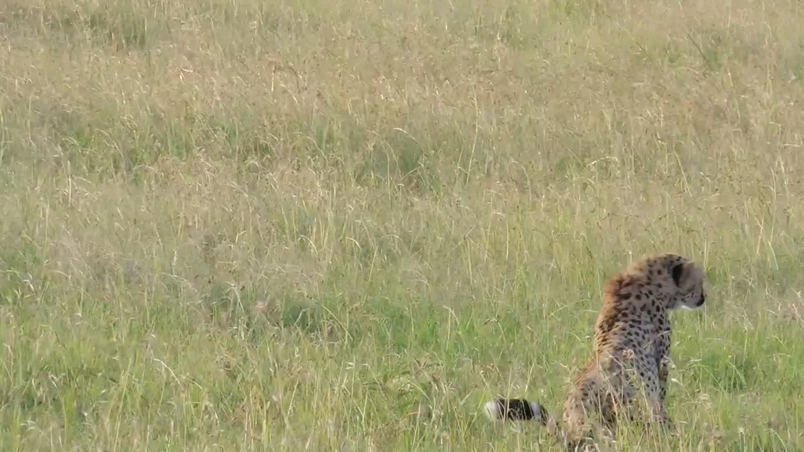 Cheetah on the Plain, Masai Mara, Kenya