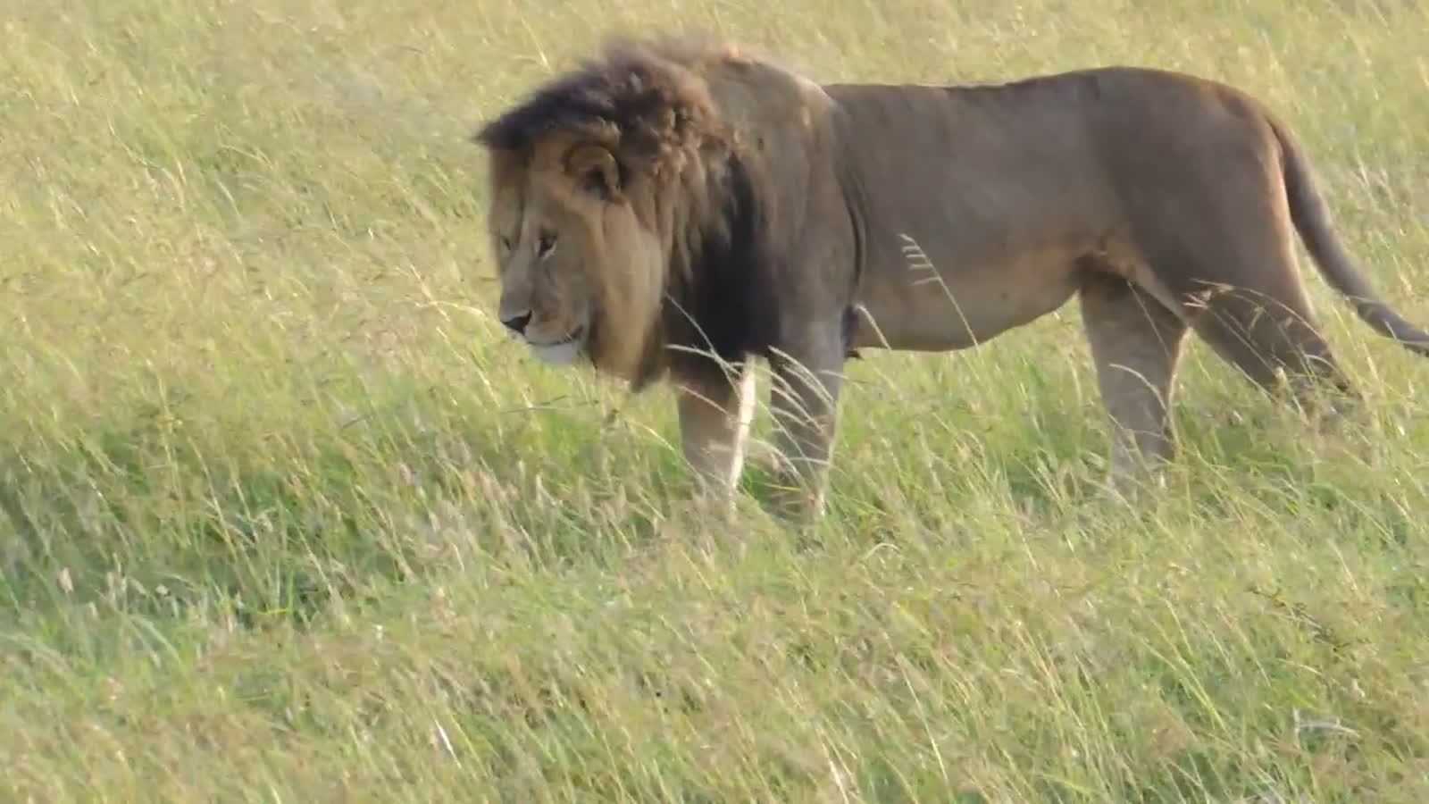 Lion at Rest, Masai Mara, Kenya