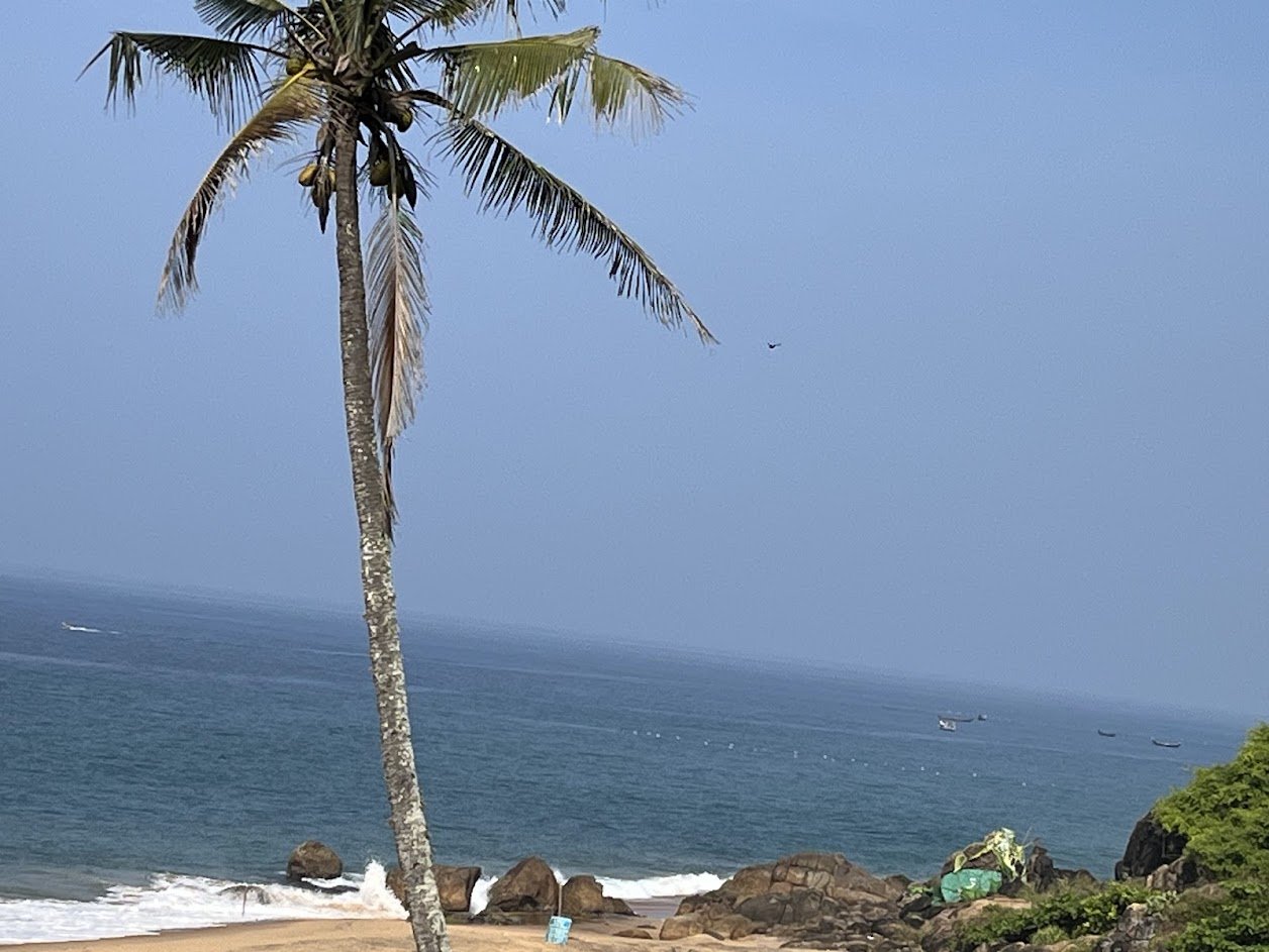 Coconut Palm by the Arabian Sea, Kovalam, Kerala