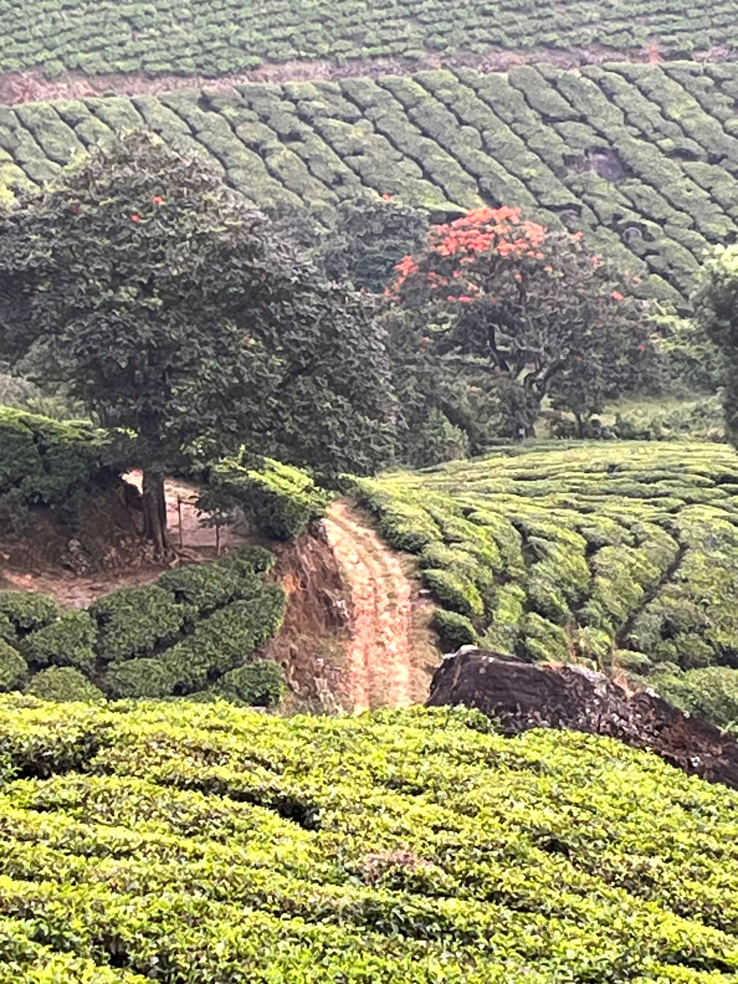 Tea Garden Path, Munnar, Kerala