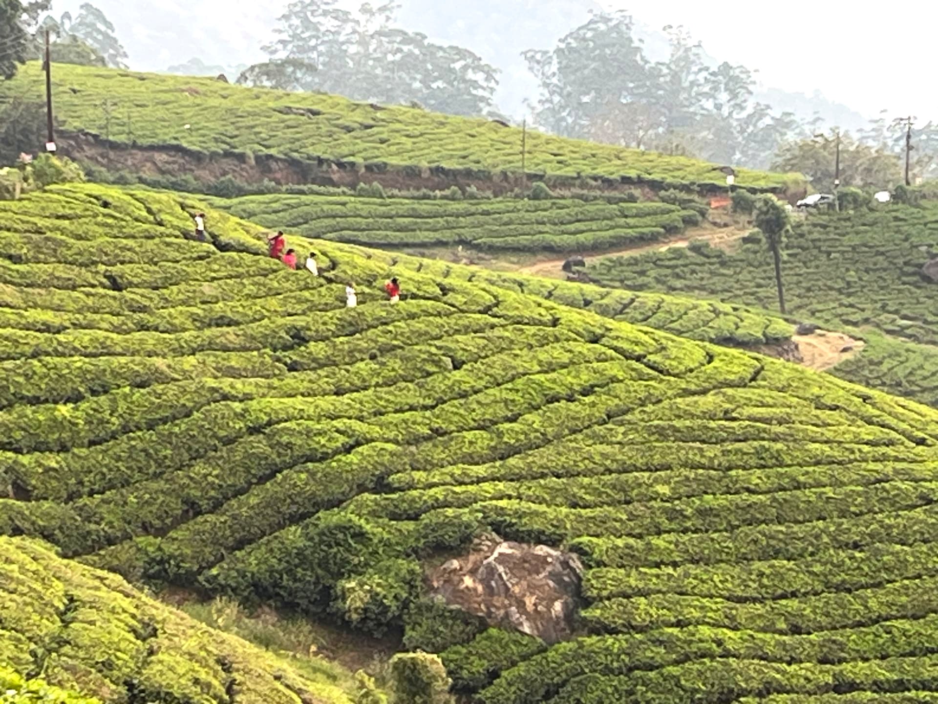 Tea Pickers, Munnar, Kerala