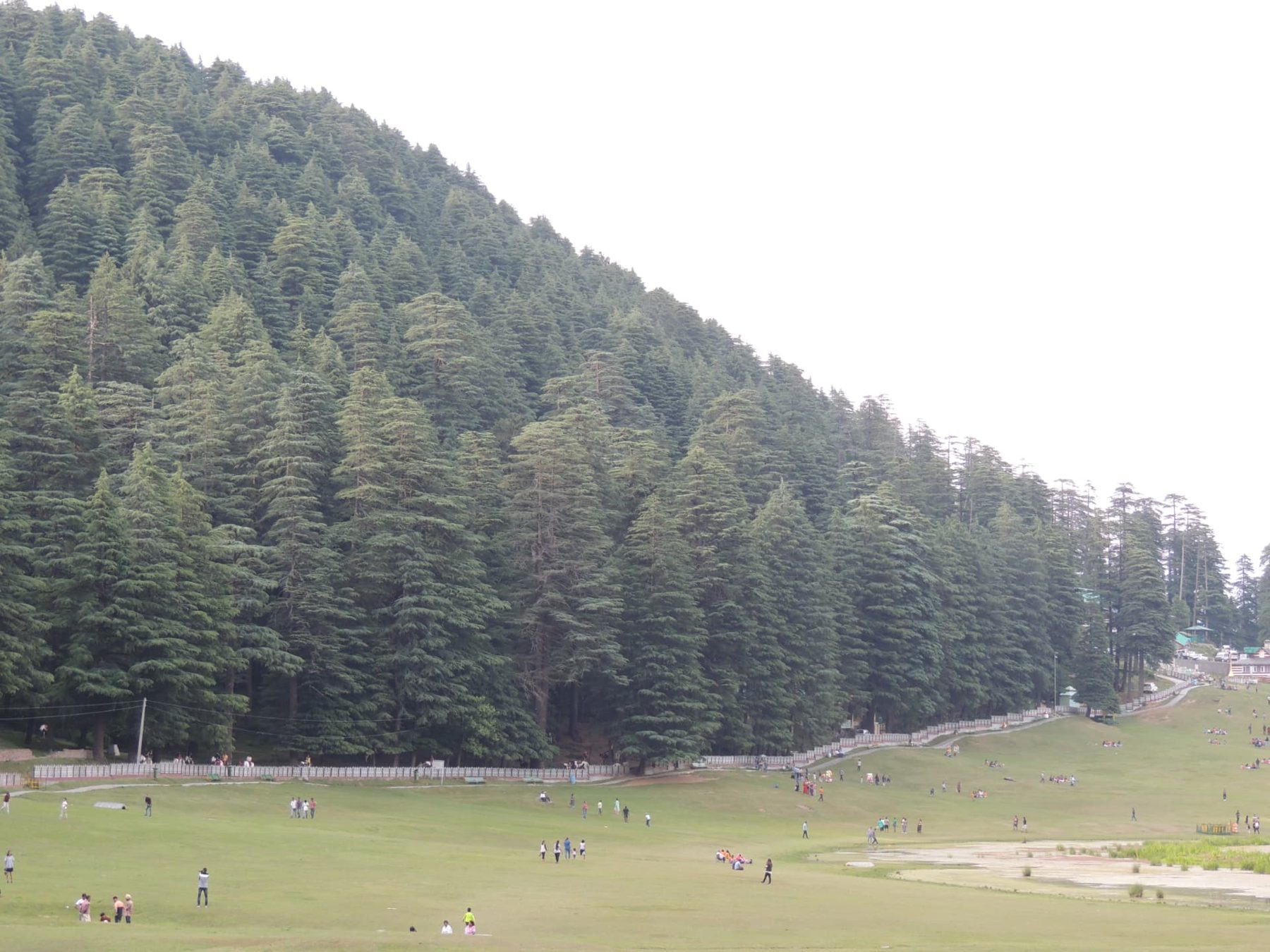 Deodar Ridge above Khajjiar, Khajjiar, Himachal Pradesh
