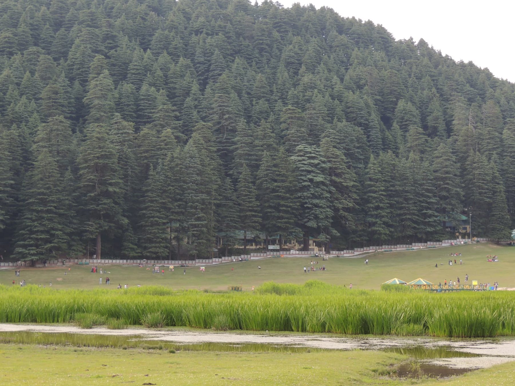 Reeds by the Khajjiar Lake, Khajjiar, Himachal Pradesh