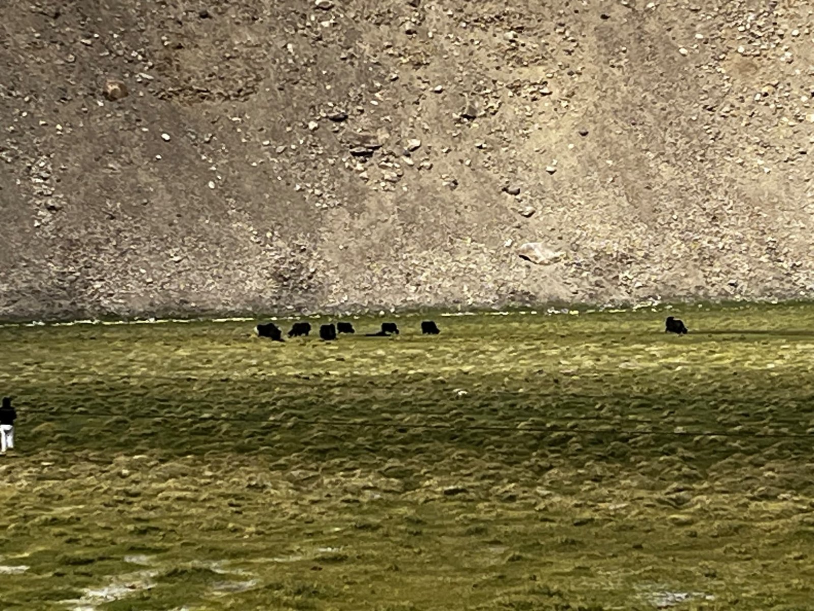 Yaks Grazing, Changthang, Changthang, Ladakh