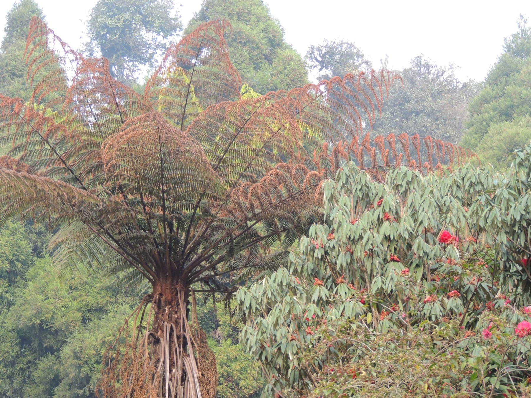 Giant Tree Fern in Lava, Lava, Kalimpong, West Bengal