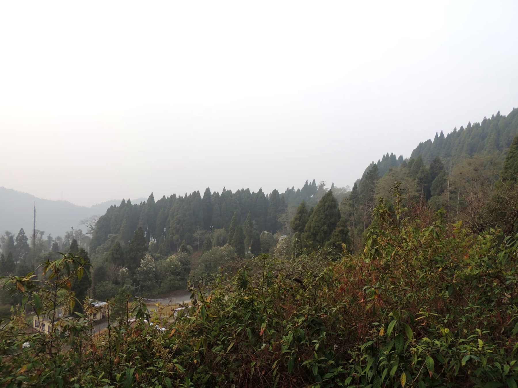 Misty Forested Hills of Lava, Lava, Kalimpong, West Bengal