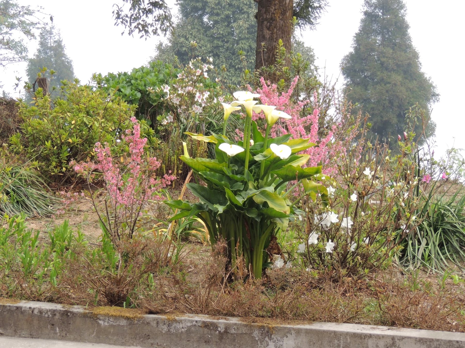 Flowers in a Lava Garden, Lava, Kalimpong, West Bengal