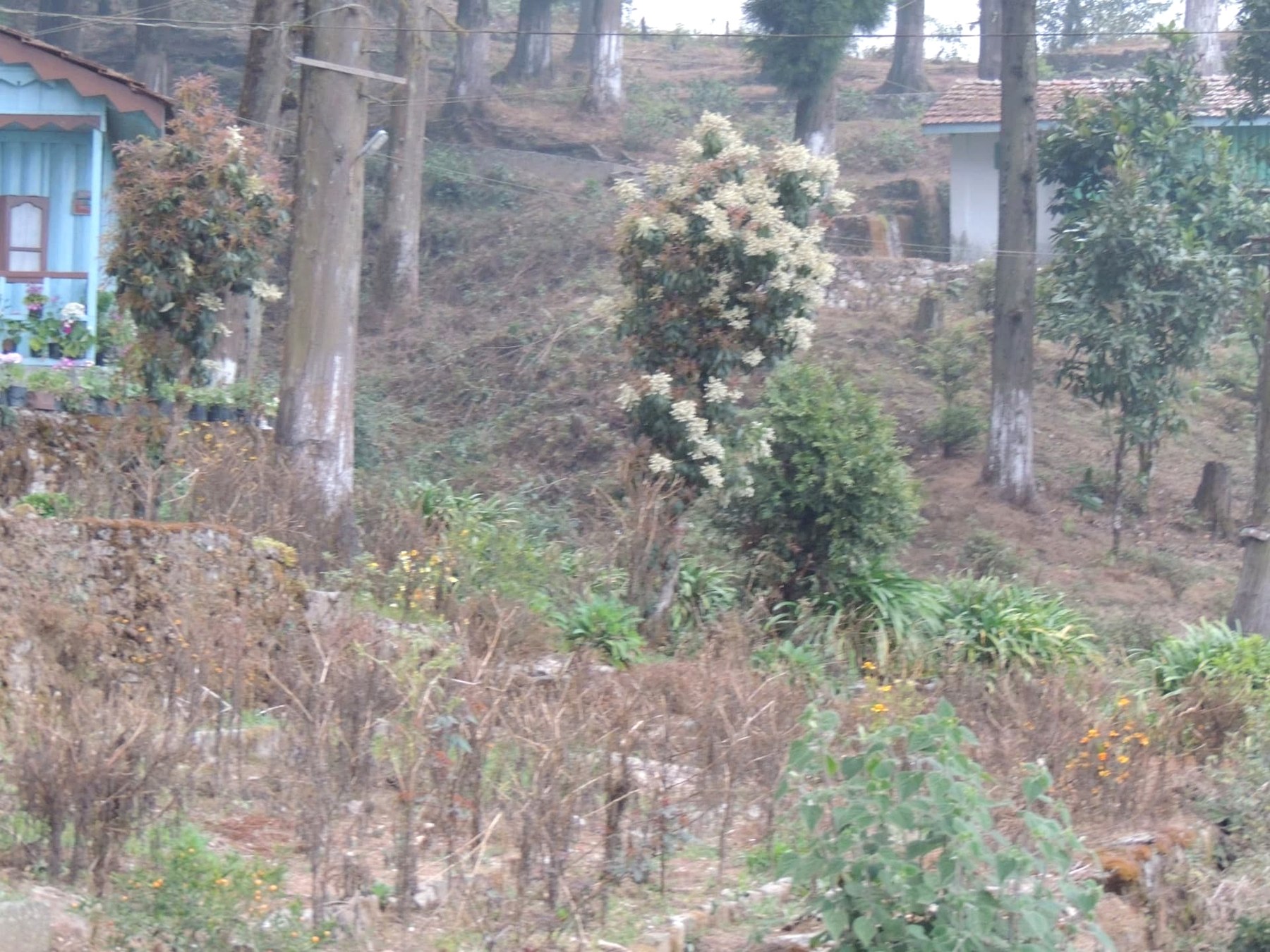 Forest Cottages in Lava, Lava, Kalimpong, West Bengal