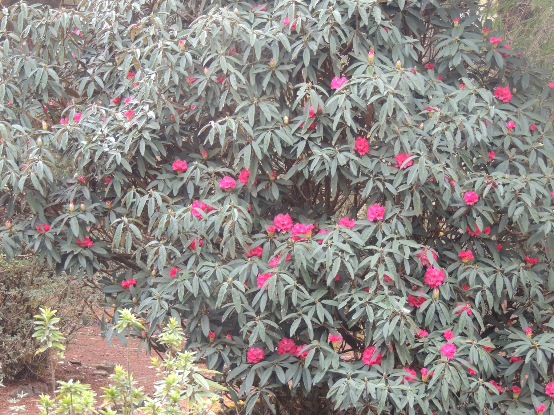 Rhododendrons in Bloom, Lava, Kalimpong, West Bengal