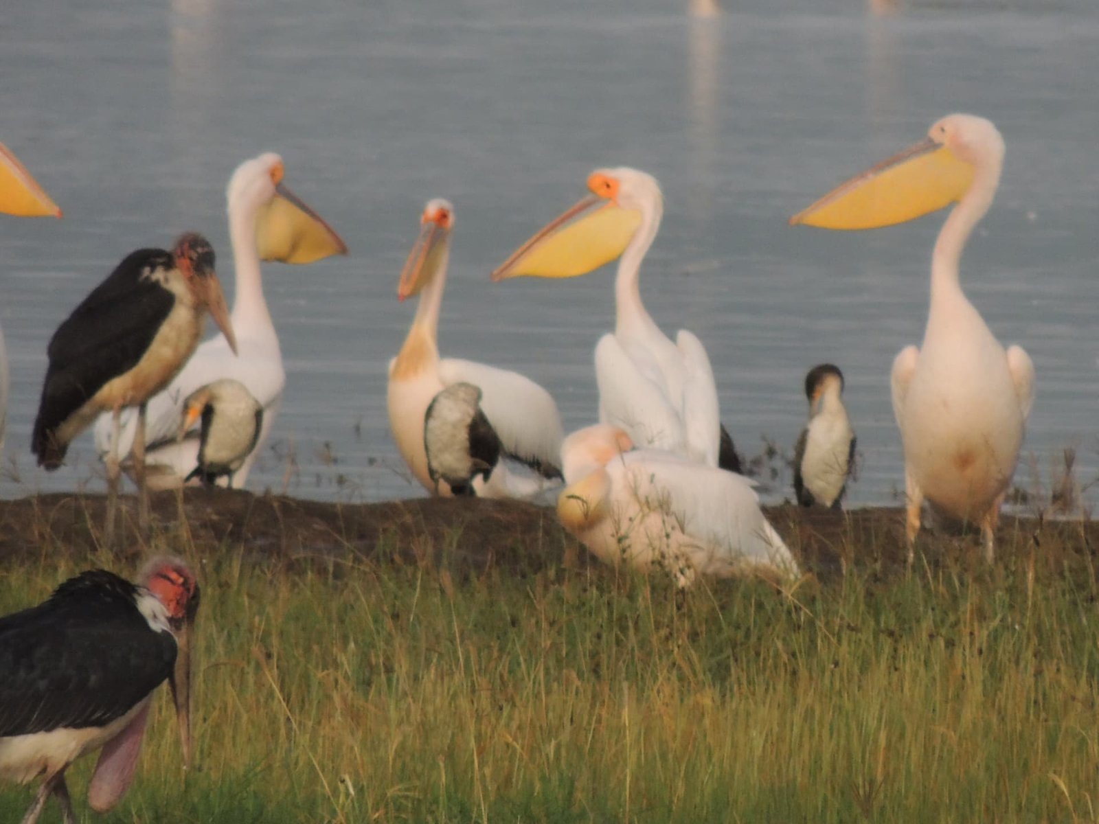 Pelicans and Marabou Storks, Lake Nakuru, Kenya