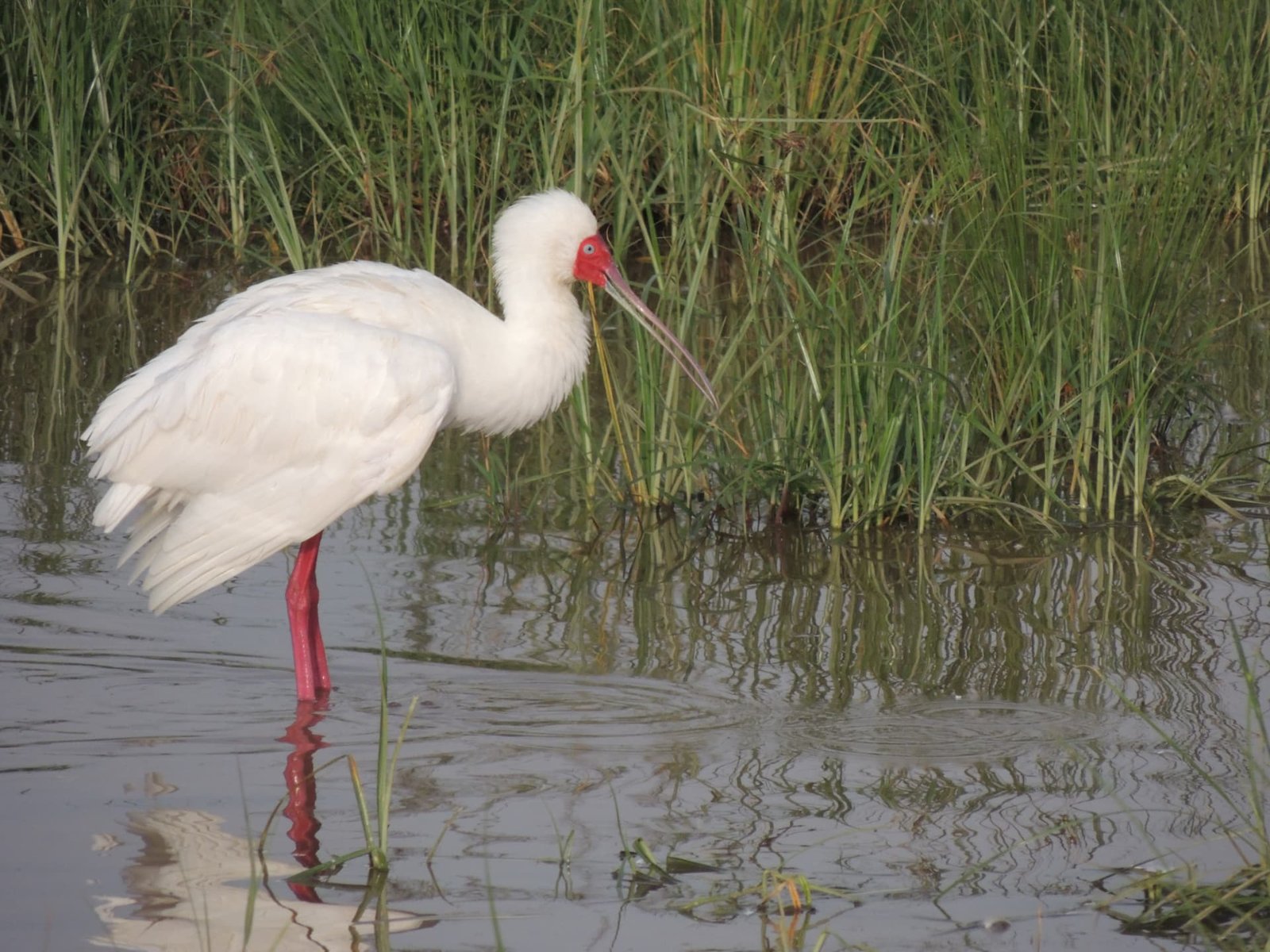 African Spoonbill, Lake Nakuru, Kenya