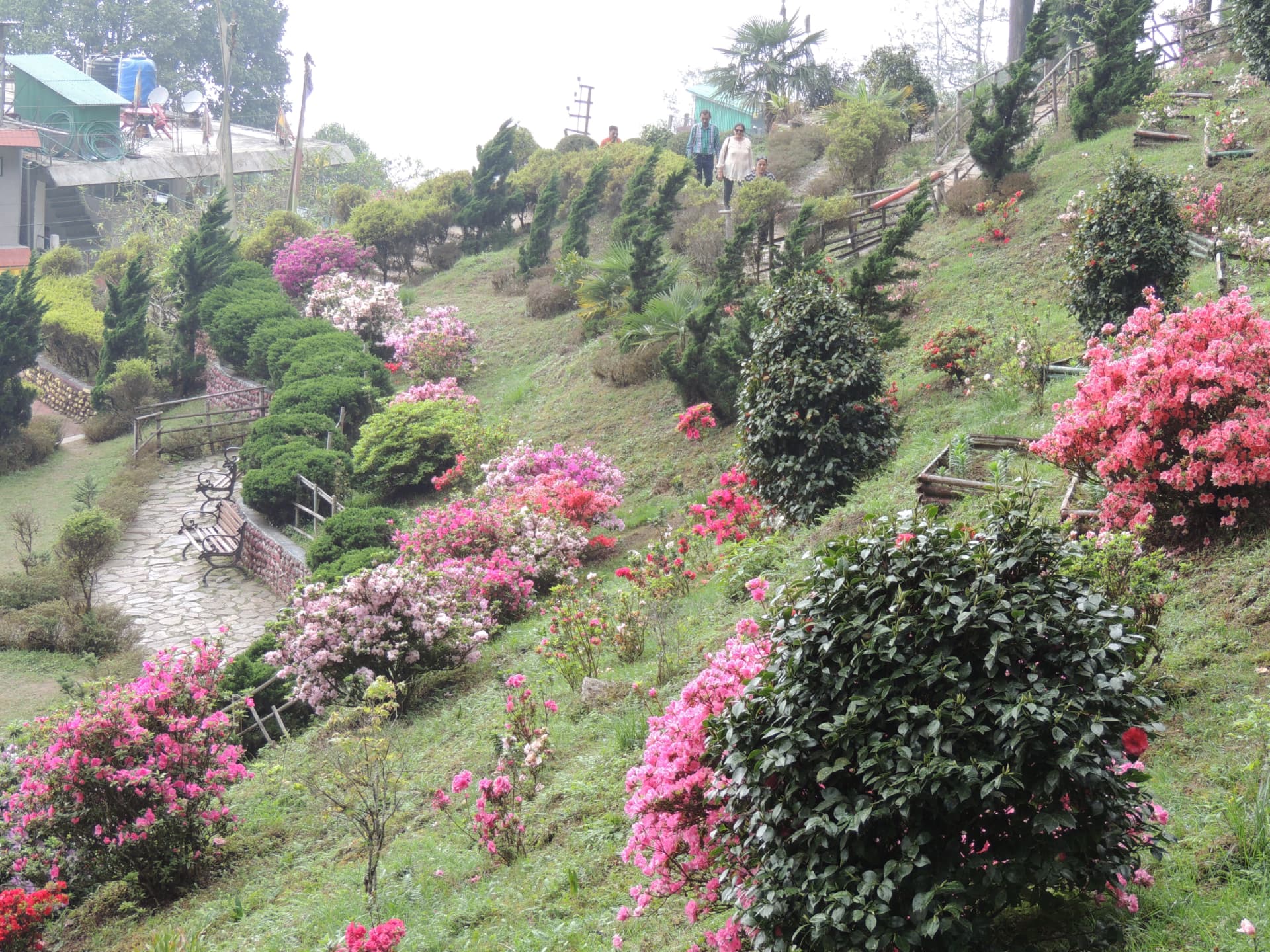 Azalea Garden on the Hillside, North Bengal