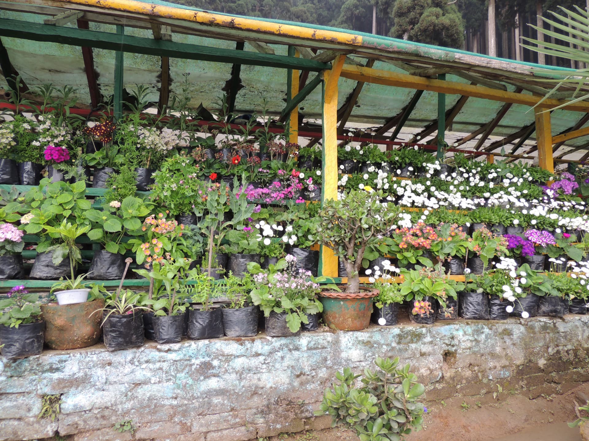 Flowers beneath a Garden Shed, North Bengal