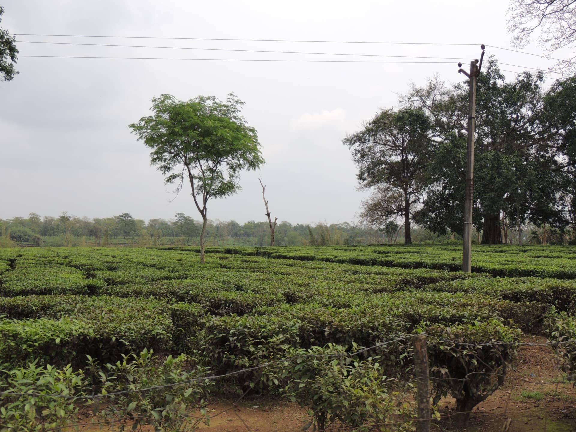 Tea Garden of North Bengal, North Bengal
