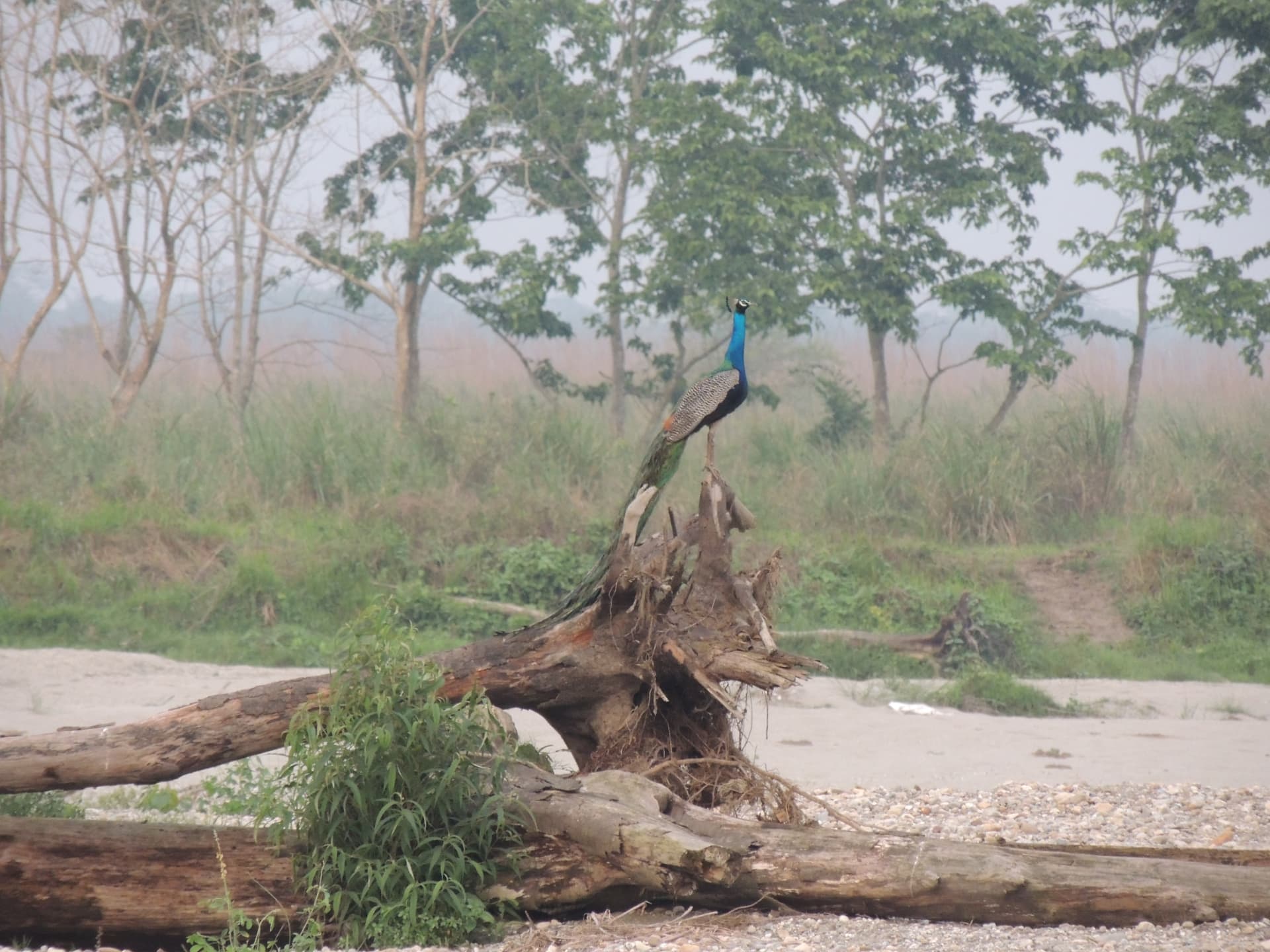 Peacock beside the River, North Bengal
