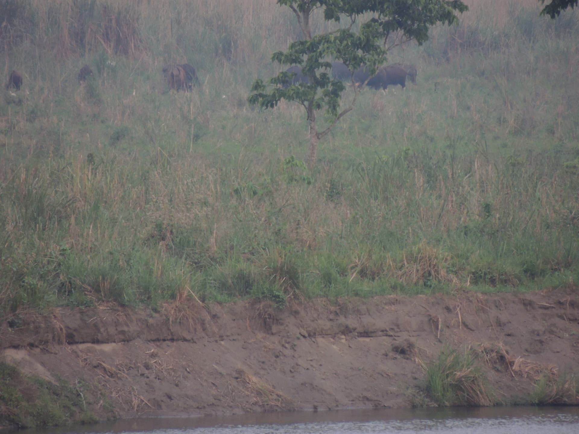 Elephants on the Riverbank, North Bengal
