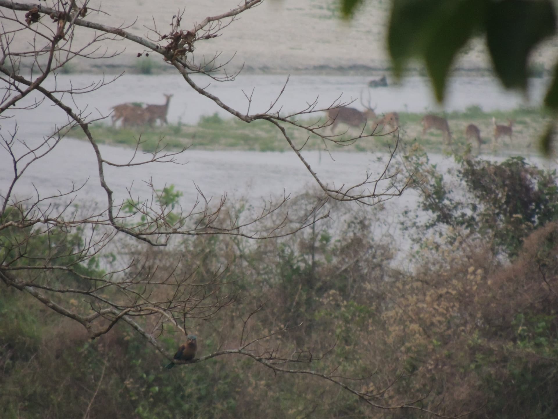 Deer across the River, North Bengal