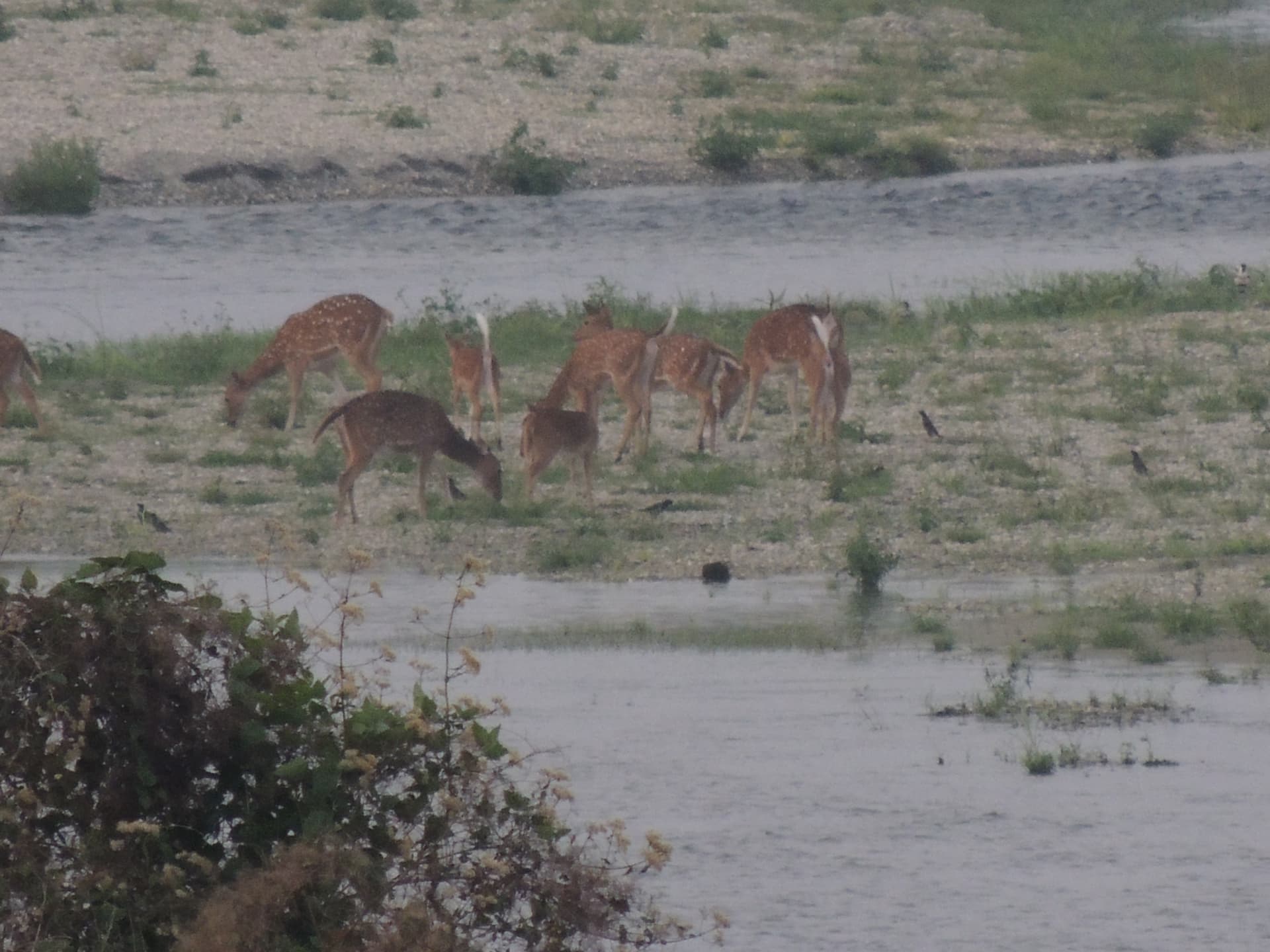 Spotted Deer by the Water, North Bengal
