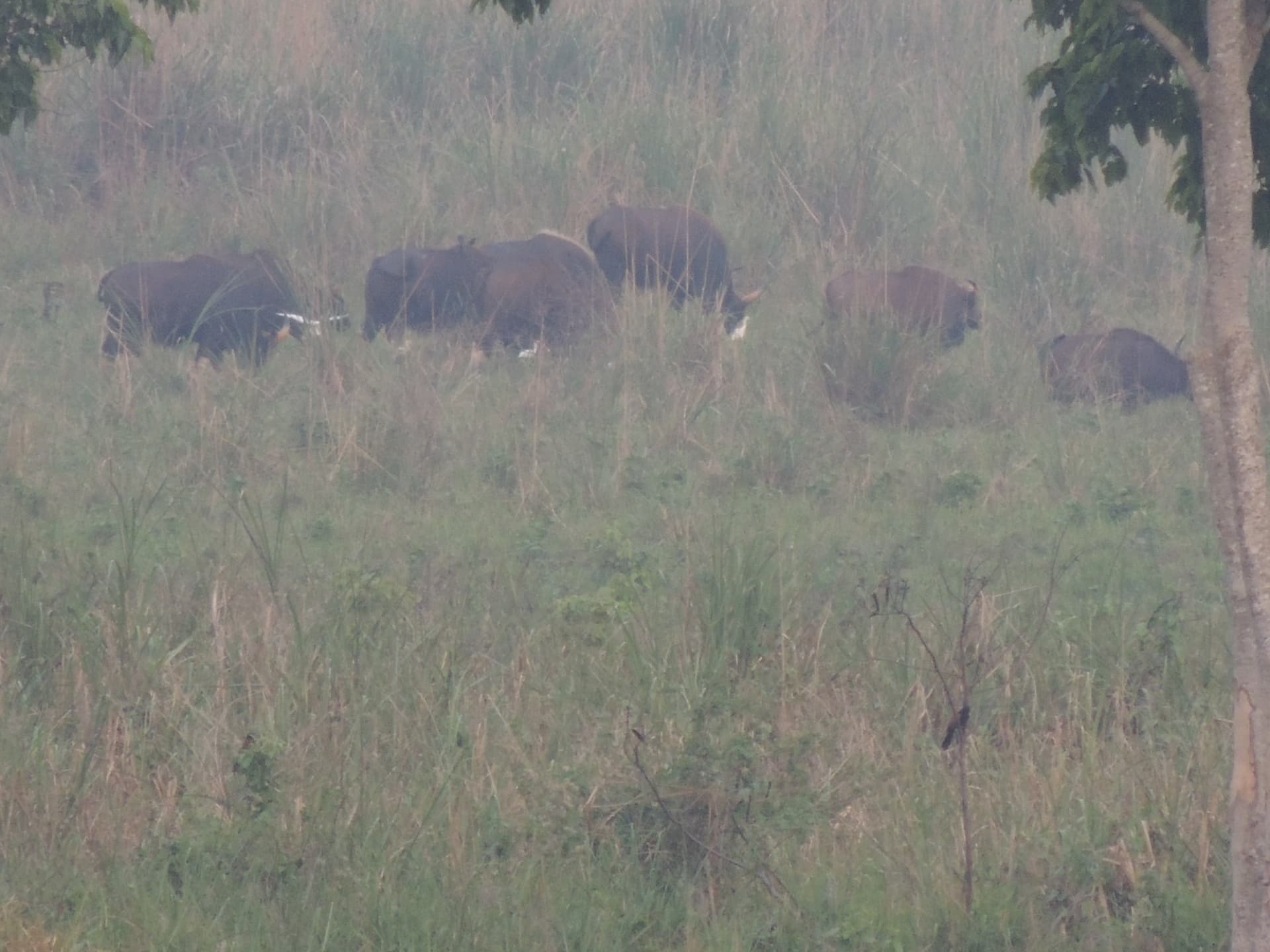 Gaur in the Tall Grass, North Bengal